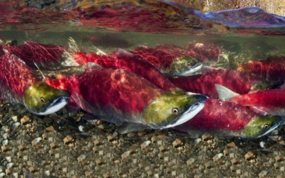 Cientistas conseguem flagrantes incríveis de cardumes de salmões que sobem os rios do Alasca para desovar e acasalar. O fenômeno, que também ocorre com outras espécies em rios brasileiros, chama-se piracema em nosso país. (Foto: Luis Pellegrini) Cientistas conseguem flagrantes incríveis de cardumes de salmões que sobem os rios do Alasca para desovar e acasalar. O fenômeno, que também ocorre com outras espécies em rios brasileiros, chama-se piracema em nosso país.