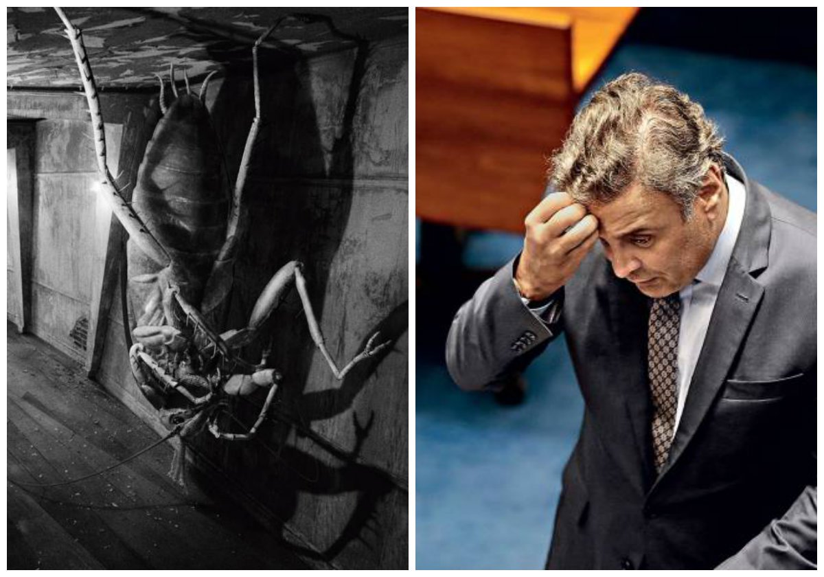 "Em uma gelada manhã de junho Aecio Samsa acordou transformado numa repulsiva barata", escreveu Fernando Morais, ao saber que o senador afastado Aécio Neves (PSDB-MG) dissera a aliados viver uma situação "kafkiana"; Aécio, decerto, se referia a "O Processo", mas sua história se encaixa mais com "A Metamorfose" (Foto: Leonardo Attuch) "Em uma gelada manhã de junho Aecio Samsa acordou transformado numa repulsiva barata", escreveu Fernando Morais, ao saber que o senador afastado Aécio Neves (PSDB-MG) dissera a aliados viver uma situação "kafkiana"; Aécio, decerto, se referia a "O Processo", mas sua história se encaixa mais com "A Metamorfose"
