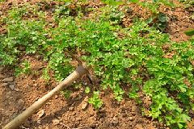 "A vida era tão boa nesse jardim, que sua cuidadora, de tão confiante, começou a dormir mais do que devia, a acordar tarde, a cuidar menos das flores que ali moravam. Sem que se percebesse, a erva daninha cresceu e sufocou uma parte do jardim. Morriam as primeiras flores". Em um texto poético, Paulinho Oliveira comenta a apatia da maioria da população ao não extirpar as "ervas daninhas" da política, a crença de muitos, em um suposto "salvador" da Pátria e a preocupação com o que virá, a partir daí (Foto: Paulinho Oliveira) "A vida era tão boa nesse jardim, que sua cuidadora, de tão confiante, começou a dormir mais do que devia, a acordar tarde, a cuidar menos das flores que ali moravam. Sem que se percebesse, a erva daninha cresceu e sufocou uma parte do jardim. Morriam as primeiras flores". Em um texto poético, Paulinho Oliveira comenta a apatia da maioria da população ao não extirpar as "ervas daninhas" da política, a crença de muitos, em um suposto "salvador" da Pátria e a preocupação com o que virá, a partir daí