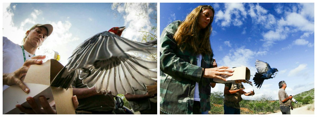 Equipe da Fiscalização Preventiva Integrada (FPI) do São Francisco promoveu a reintrodução de pássaros da Caatinga, além de jabutis e serpentes; animais foram resgatados durante os dois últimos dias de operação em Arapiraca, Junqueiro, Palmeira dos Índios, São Sebastião e Teotônio Vilela; apesar da proibição, a "cultura" de capturar e prender animais silvestres ainda predomina no interior de Alagoas (Foto: Voney Malta) Equipe da Fiscalização Preventiva Integrada (FPI) do São Francisco promoveu a reintrodução de pássaros da Caatinga, além de jabutis e serpentes; animais foram resgatados durante os dois últimos dias de operação em Arapiraca, Junqueiro, Palmeira dos Índios, São Sebastião e Teotônio Vilela; apesar da proibição, a "cultura" de capturar e prender animais silvestres ainda predomina no interior de Alagoas