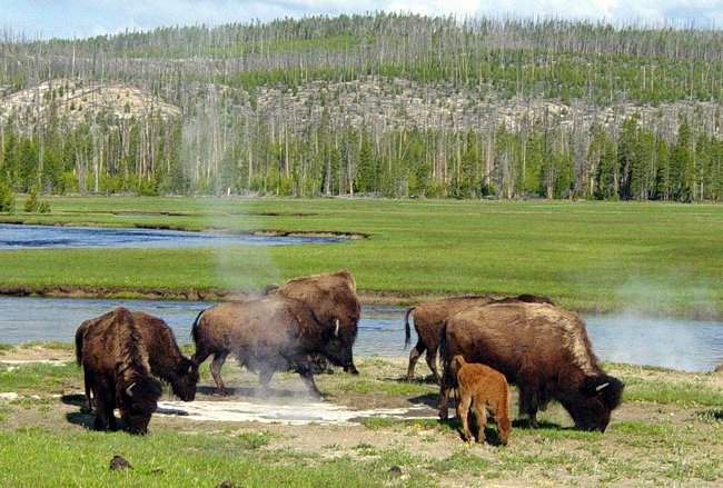 Rebanhos de búfalos habitam o território do Parque Yellowstone, dividindo as terras com alces, veados, lobos e variada fauna
(Foto: Aldo Arantes) Rebanhos de búfalos habitam o território do Parque Yellowstone, dividindo as terras com alces, veados, lobos e variada fauna