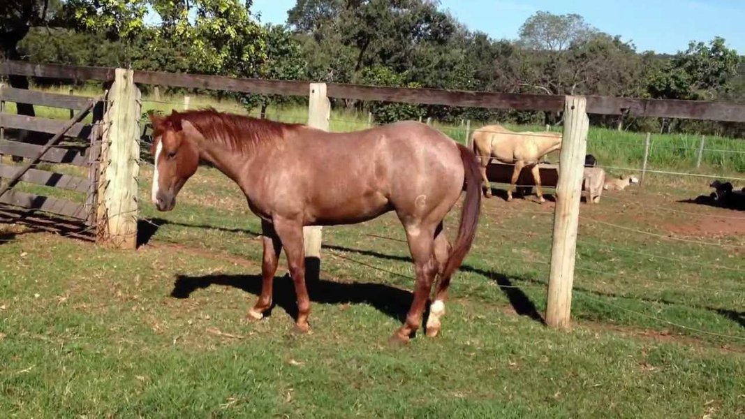 O Governo do Ceará, por meio da Agência de Desenvolvimento do Estado do Ceará (Adece), lança, nesta quarta-feira (16), a Câmara Setorial da Equinocultura do Ceará. A criação da Câmara Setorial da equinocultura foi uma reivindicação do setor, cuja cadeia produtiva movimenta a produção de ração, feno, capacitação de mão de obra e transporte, gerando emprego e renda principalmente na Zona Rural (Foto: Fatima 247) O Governo do Ceará, por meio da Agência de Desenvolvimento do Estado do Ceará (Adece), lança, nesta quarta-feira (16), a Câmara Setorial da Equinocultura do Ceará. A criação da Câmara Setorial da equinocultura foi uma reivindicação do setor, cuja cadeia produtiva movimenta a produção de ração, feno, capacitação de mão de obra e transporte, gerando emprego e renda principalmente na Zona Rural