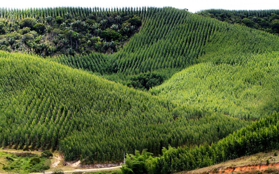 Com um orçamento de R$ 3,5 mil por hectare, a produção de 60 mil hectares de eucaliptos plantados no Tocantins nos últimos sete anos pode causar um rombo nas contas de produtores rurais do estado por falta de compradores; o prejuízo estimado é de R$ 210 milhões na cadeia produtiva; após o fim da carência do financiamento, de nove anos, ou seja, a partir de 2019, os produtores correm sério risco de não terem condições de honrar os compromissos com os bancos (Foto: Leonardo Lucena) Com um orçamento de R$ 3,5 mil por hectare, a produção de 60 mil hectares de eucaliptos plantados no Tocantins nos últimos sete anos pode causar um rombo nas contas de produtores rurais do estado por falta de compradores; o prejuízo estimado é de R$ 210 milhões na cadeia produtiva; após o fim da carência do financiamento, de nove anos, ou seja, a partir de 2019, os produtores correm sério risco de não terem condições de honrar os compromissos com os bancos