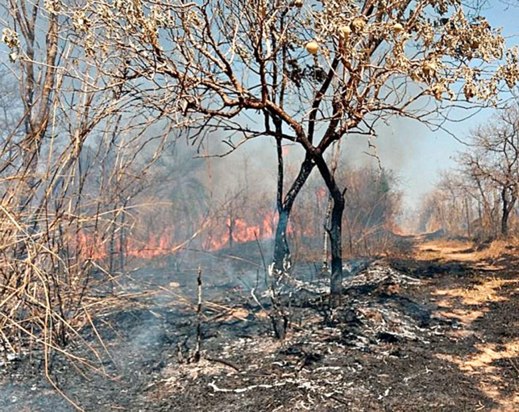 Dados são da Secretaria de Estado de Meio Ambiente e Desenvolvimento Sustentável (Semad) apontam que a destruição causada por incêndios em áreas de preservação ambiental no estado já soma 842 hectares apenas em agosto, o que corresponde a mais de 800 campos de futebol; não chove há 81 dias na Grande BH; foto: Parque Estadual Serra Verde, na região de Venda Nova (Foto: Leonardo Lucena) Dados são da Secretaria de Estado de Meio Ambiente e Desenvolvimento Sustentável (Semad) apontam que a destruição causada por incêndios em áreas de preservação ambiental no estado já soma 842 hectares apenas em agosto, o que corresponde a mais de 800 campos de futebol; não chove há 81 dias na Grande BH; foto: Parque Estadual Serra Verde, na região de Venda Nova