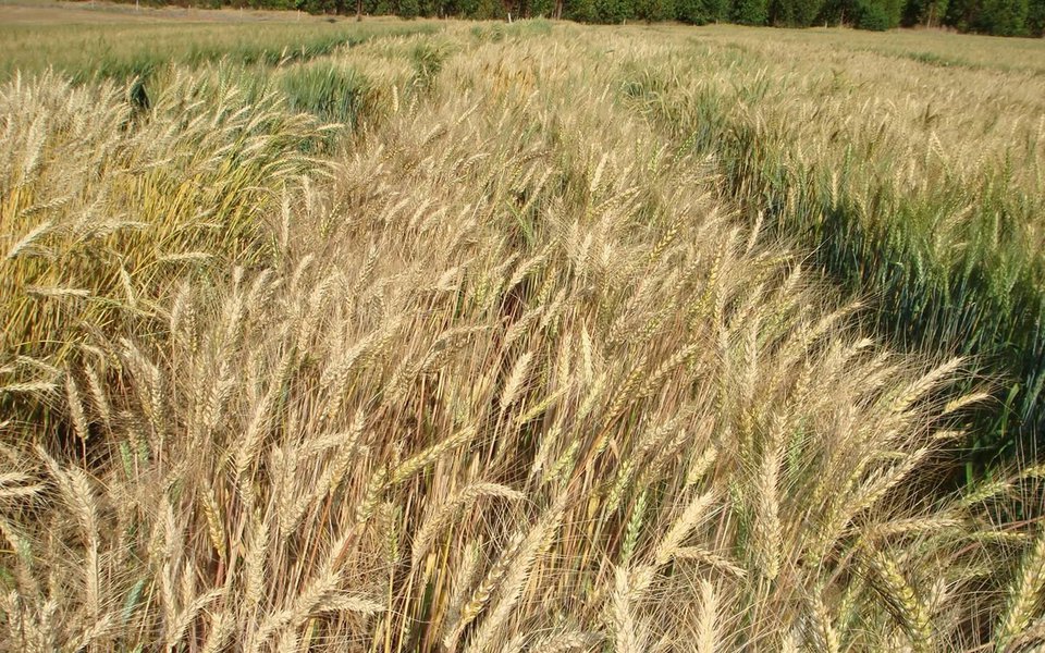 Os mais de cem dias sem chuva em boa parte das cidades mineiras têm preocupado produtores de café, soja, milho e de frutas; Especialistas avaliam que, no cultivo de café, do qual Minas é responsável por cerca de 50% da produção nacional, a seca dos últimos anos pode derrubar em até 20% as projeções da próxima colheita – prevista em cerca de 25 milhões de sacas para o Estado (Foto: Leonardo Lucena) Os mais de cem dias sem chuva em boa parte das cidades mineiras têm preocupado produtores de café, soja, milho e de frutas; Especialistas avaliam que, no cultivo de café, do qual Minas é responsável por cerca de 50% da produção nacional, a seca dos últimos anos pode derrubar em até 20% as projeções da próxima colheita – prevista em cerca de 25 milhões de sacas para o Estado