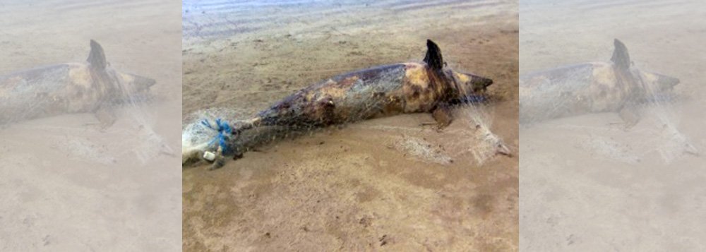 A carcaça de um golfinho nariz de garrafa preso a uma rede de pesca de peixe foi encontrada em um trecho da faixa de areia da praia de Japaratinga, no Litoral Norte de Alagoas; integrantes do Instituto Biota de Conservação suspeitam que o animal morreu afogado pelo fato de ter ficado preso à rede (Foto: Voney Malta) A carcaça de um golfinho nariz de garrafa preso a uma rede de pesca de peixe foi encontrada em um trecho da faixa de areia da praia de Japaratinga, no Litoral Norte de Alagoas; integrantes do Instituto Biota de Conservação suspeitam que o animal morreu afogado pelo fato de ter ficado preso à rede