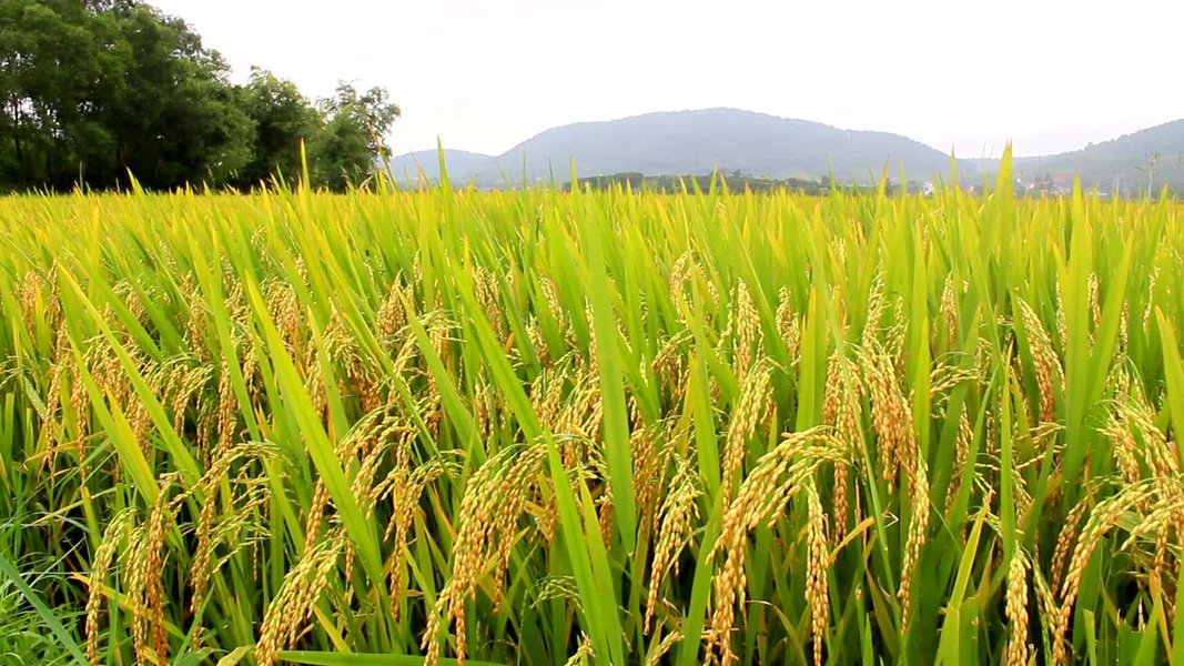 A previsão para 2017 referente a safra de grãos do Nordeste é de aumento de 90%; crescimento será impulsionado pelo aumento da produção de arroz; estudo também sinaliza aumento das produções de feijão, milho e soja (89,5%); maior destaque de Sergipe é a safra de milho, com previsão de atingir 643,3 mil toneladas; laranja e o coco da baía também são destaques (Foto: Voney Malta) A previsão para 2017 referente a safra de grãos do Nordeste é de aumento de 90%; crescimento será impulsionado pelo aumento da produção de arroz; estudo também sinaliza aumento das produções de feijão, milho e soja (89,5%); maior destaque de Sergipe é a safra de milho, com previsão de atingir 643,3 mil toneladas; laranja e o coco da baía também são destaques
