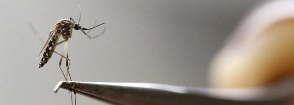 Mosquito Aedes aegypti em laboratório de Cali, na Colômbia. 02/02/2016 REUTERS/Jaime Saldarriaga (Foto: Giuliana Miranda) Mosquito Aedes aegypti em laboratório de Cali, na Colômbia. 02/02/2016 REUTERS/Jaime Saldarriaga