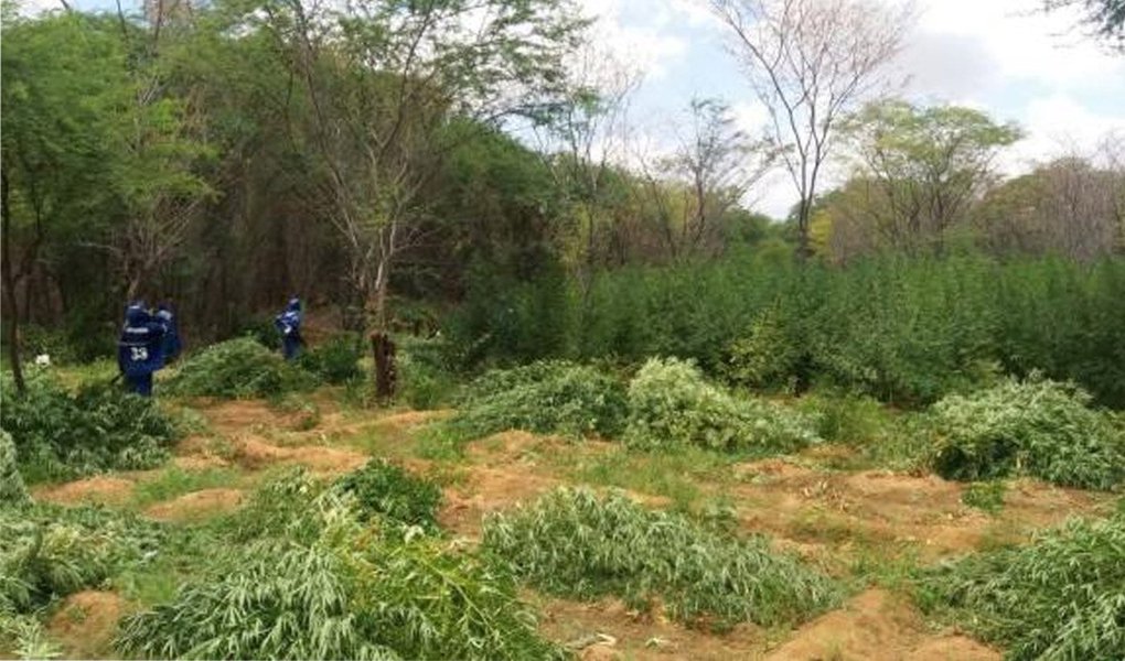 Polícia Federal destruiu 48 mil pés de maconha e 53 mil mudas da planta em ilhas da União, localizadas no Rio São Francisco, na operação Carcará Branco; segundo a PF, caso os 48 mil pés de maconha fossem colhidos e preparados para venda, o material pesaria 16 toneladas; ninguém foi preso (Foto: Aquiles Lins) Polícia Federal destruiu 48 mil pés de maconha e 53 mil mudas da planta em ilhas da União, localizadas no Rio São Francisco, na operação Carcará Branco; segundo a PF, caso os 48 mil pés de maconha fossem colhidos e preparados para venda, o material pesaria 16 toneladas; ninguém foi preso