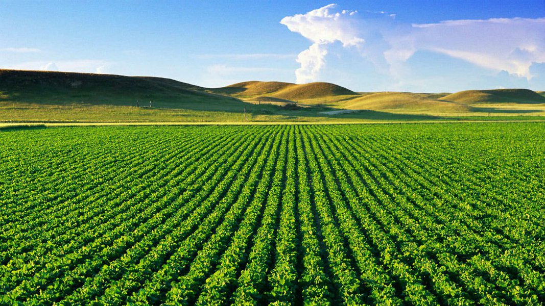 O governo decidiu, já que tem ampla maioria no Congresso, favorecer a compra de terras brasileiras por indivíduos e empresas estrangeiras interessadas no agronegócio. É o último capítulo de um programa desnacionalizante que tem por objetivo ignorar ou liquidar as empresas industriais brasileiras e fazer o país regredir a uma situação de primário-exportador (Foto: Jose Carlos de Assis) O governo decidiu, já que tem ampla maioria no Congresso, favorecer a compra de terras brasileiras por indivíduos e empresas estrangeiras interessadas no agronegócio. É o último capítulo de um programa desnacionalizante que tem por objetivo ignorar ou liquidar as empresas industriais brasileiras e fazer o país regredir a uma situação de primário-exportador