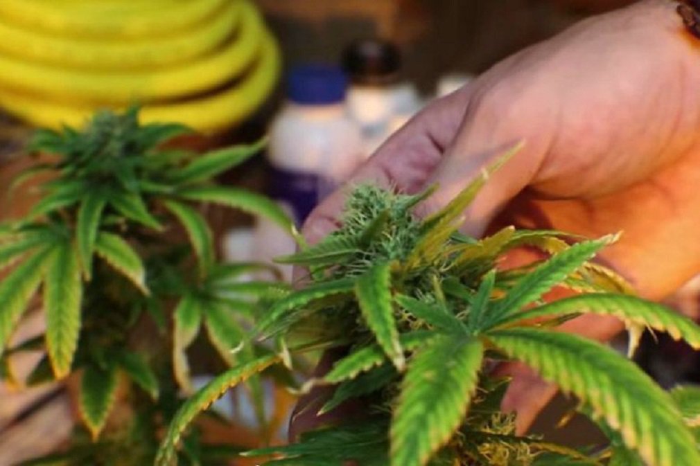 Em um prazo de cinco a dez anos, pacientes que sofrem com a chamada epilepsia refratária (resistente a tratamentos tradicionais) poderão ter acesso a um fitomedicamento à base de maconha por meio do Sistema Único de Saúde (SUS); essa é a previsão do Instituto de Tecnologia em Fármacos da Fiocruz (Farmanguinhos), laboratório farmacêutico vinculado ao Ministério da Saúde, para o desenvolvimento e registro de um remédio brasileiro com alta concentração de canabidiol (CBD), uma das substâncias presentes na cannabis (Foto: José Barbacena) Em um prazo de cinco a dez anos, pacientes que sofrem com a chamada epilepsia refratária (resistente a tratamentos tradicionais) poderão ter acesso a um fitomedicamento à base de maconha por meio do Sistema Único de Saúde (SUS); essa é a previsão do Instituto de Tecnologia em Fármacos da Fiocruz (Farmanguinhos), laboratório farmacêutico vinculado ao Ministério da Saúde, para o desenvolvimento e registro de um remédio brasileiro com alta concentração de canabidiol (CBD), uma das substâncias presentes na cannabis