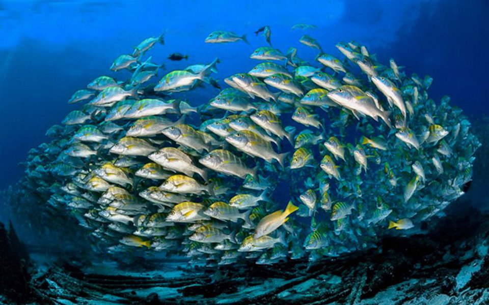 Mais uma vez, o Underwater Photographer of the Year – o mais importante concurso de fotos submarinas do mundo – reúne imagens maravilhosos e revela ângulos inéditos do fascinante universo que se esconde nas profundezas do mar. (Foto: Luis Pellegrini) Mais uma vez, o Underwater Photographer of the Year – o mais importante concurso de fotos submarinas do mundo – reúne imagens maravilhosos e revela ângulos inéditos do fascinante universo que se esconde nas profundezas do mar.
