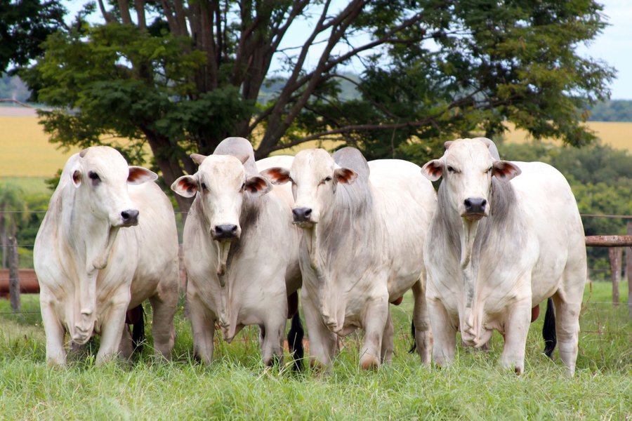 Em meio aos efeitos da Operação Carne Fraca, pela qual a Polícia Federal acusou cerca de 30 empresas de pagarem fiscais do Ministério da Agricultura para liberar produtos e manutenção de unidades fora das conformidades, circula nas redes sociais a notícia de um acordo que prevê a chegada de carne dos Estados Unidos ao Brasil nos próximos meses; o Brasil é o segundo maior exportador de carnes do mundo, perdendo apenas para o mercado norte-americano; a operação divulgada com estardalhaço pela PF já resultou na suspensão de importações de carne brasileira por quatro mercados (Foto: Gisele Federicce) Em meio aos efeitos da Operação Carne Fraca, pela qual a Polícia Federal acusou cerca de 30 empresas de pagarem fiscais do Ministério da Agricultura para liberar produtos e manutenção de unidades fora das conformidades, circula nas redes sociais a notícia de um acordo que prevê a chegada de carne dos Estados Unidos ao Brasil nos próximos meses; o Brasil é o segundo maior exportador de carnes do mundo, perdendo apenas para o mercado norte-americano; a operação divulgada com estardalhaço pela PF já resultou na suspensão de importações de carne brasileira por quatro mercados
