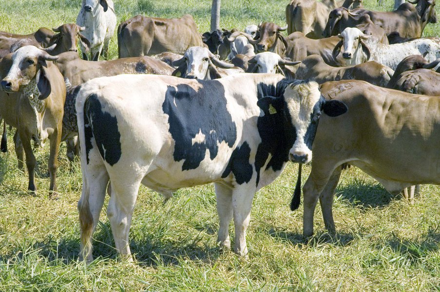 O volume exportado de carnes alcançou 97,2 mil toneladas no primeiro trimestre deste ano, um aumento 10%, aproximadamente, na comparação com o mesmo período do ano passado; os números, divulgados pela Secretaria de Estado da Agricultura, Pecuária e Abastecimento (Seapa) com base em dados do Ministério de Desenvolvimento; segundo o governo, os dados mostram que Operação Carne Fraca, da PF, não causou impactos significativos na cadeia produtora do estado no período analisado (Foto: Leonardo Lucena) O volume exportado de carnes alcançou 97,2 mil toneladas no primeiro trimestre deste ano, um aumento 10%, aproximadamente, na comparação com o mesmo período do ano passado; os números, divulgados pela Secretaria de Estado da Agricultura, Pecuária e Abastecimento (Seapa) com base em dados do Ministério de Desenvolvimento; segundo o governo, os dados mostram que Operação Carne Fraca, da PF, não causou impactos significativos na cadeia produtora do estado no período analisado