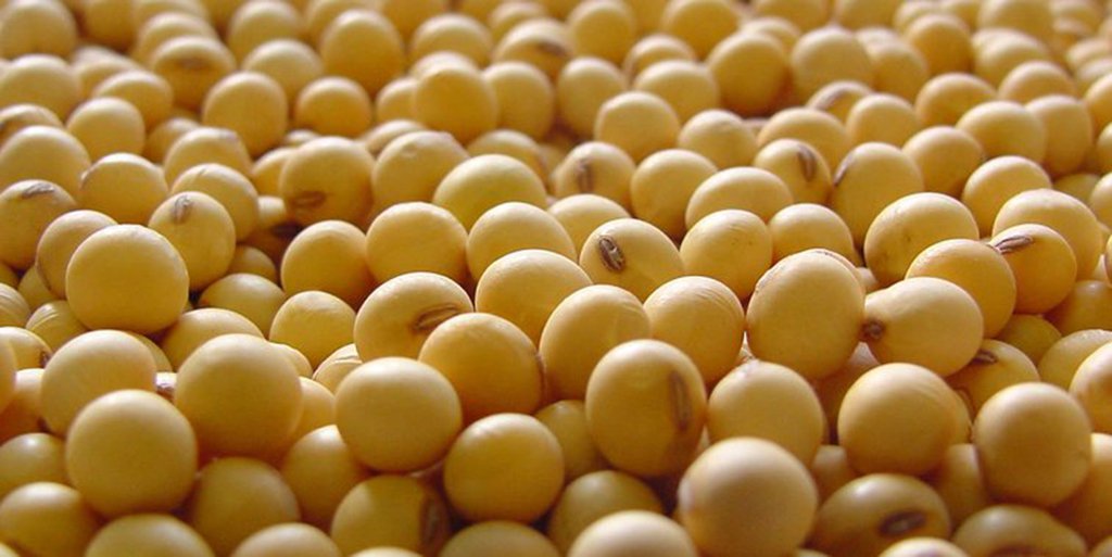 O IBGE divulgou os números da safra agrícola do Piauí para este ano (setembro de 2016 a março de 2017), em levantamento realizado em todos os 224 municípios do estado; a produção estimada de grãos (caroço de algodão, arroz, fava, feijão, milho e soja) é de 4.078.693 toneladas, o que, de acordo com o Supervisor da Pesquisa Agrícola do IBGE no Piauí, Pedro Andrade, se constitui em uma safra recorde no estado do Piauí, superior 181,53% em relação a safra obtida em 2016 (setembro de 2015 a março de 2016), em se mantendo as condições climáticas favoráveis; a área total cultivada nesta safra com estas culturas é de 1.448.770 ha (Foto: Leonardo Lucena) O IBGE divulgou os números da safra agrícola do Piauí para este ano (setembro de 2016 a março de 2017), em levantamento realizado em todos os 224 municípios do estado; a produção estimada de grãos (caroço de algodão, arroz, fava, feijão, milho e soja) é de 4.078.693 toneladas, o que, de acordo com o Supervisor da Pesquisa Agrícola do IBGE no Piauí, Pedro Andrade, se constitui em uma safra recorde no estado do Piauí, superior 181,53% em relação a safra obtida em 2016 (setembro de 2015 a março de 2016), em se mantendo as condições climáticas favoráveis; a área total cultivada nesta safra com estas culturas é de 1.448.770 ha