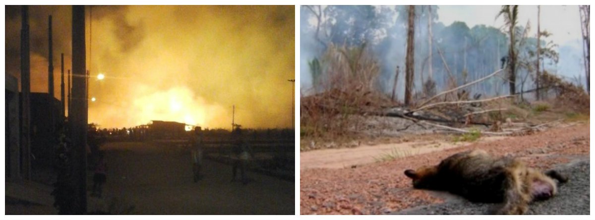 Até fevereiro deste ano o Corpo de Bombeiros Militar (CBM) de Alagoas registrou 101 ocorrências de incêndio em vegetação no estado; durante todo o ano de 2016, 629 foram registradas, quase duas por dia; aves, preguiças e raposas correm risco de extinção (Foto: Voney Malta) Até fevereiro deste ano o Corpo de Bombeiros Militar (CBM) de Alagoas registrou 101 ocorrências de incêndio em vegetação no estado; durante todo o ano de 2016, 629 foram registradas, quase duas por dia; aves, preguiças e raposas correm risco de extinção