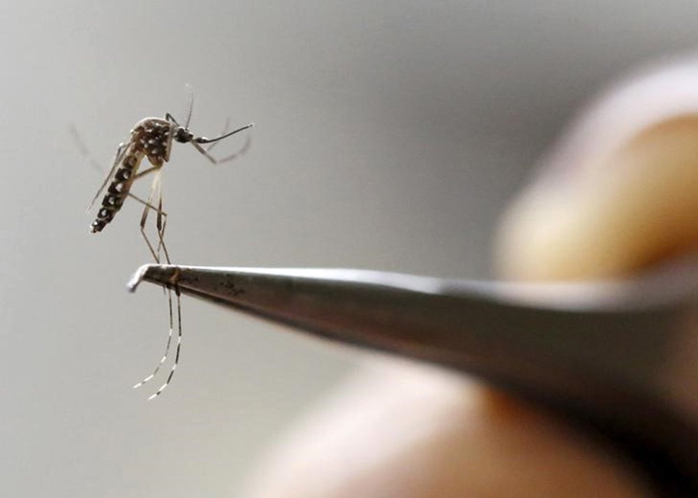 Mosquito Aedes aegypti em laboratório de Cali, na Colômbia. 02/02/2016 REUTERS/Jaime Saldarriaga (Foto: Paulo Emílio) Mosquito Aedes aegypti em laboratório de Cali, na Colômbia. 02/02/2016 REUTERS/Jaime Saldarriaga