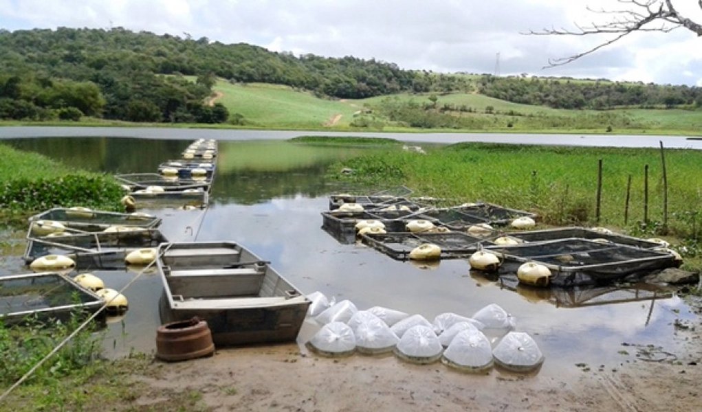 O governo de Alagoas, através da Secretaria de Agricultura, Pecuária, Pesca e Aquicultura, distribuiu 143,6 mil alevinos de tilápia, oriundos das estações de piscicultura de Rio Largo e Xingó; o programa possui 17 módulos de tanques-rede distribuídos por todas as regiões do Estado, atendendo a 20 famílias cada um (Foto: Voney Malta) O governo de Alagoas, através da Secretaria de Agricultura, Pecuária, Pesca e Aquicultura, distribuiu 143,6 mil alevinos de tilápia, oriundos das estações de piscicultura de Rio Largo e Xingó; o programa possui 17 módulos de tanques-rede distribuídos por todas as regiões do Estado, atendendo a 20 famílias cada um