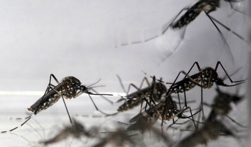 Depois da dengue, chikunguya e zika, cientistas e epidemiologistas começam a se preocupar com outro vírus: Mayaro; especialistas suspeitam que o vírus tenha se adaptado e a doença seja transmitida por mosquitos-vetores urbanos, caso do Aedes aegypti; vírus provoca uma doença semelhante à chikungunya (Foto: Voney Malta) Depois da dengue, chikunguya e zika, cientistas e epidemiologistas começam a se preocupar com outro vírus: Mayaro; especialistas suspeitam que o vírus tenha se adaptado e a doença seja transmitida por mosquitos-vetores urbanos, caso do Aedes aegypti; vírus provoca uma doença semelhante à chikungunya