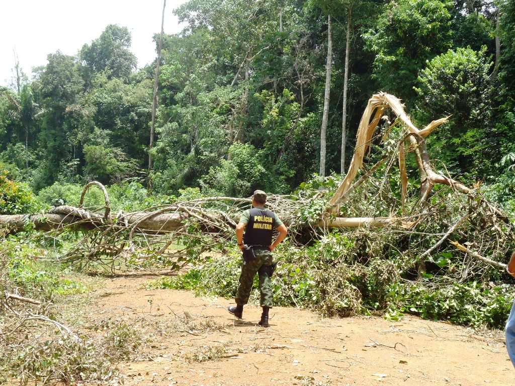 Flona Pará foresta Amazônia (Foto: Giuliana Miranda) Flona Pará foresta Amazônia