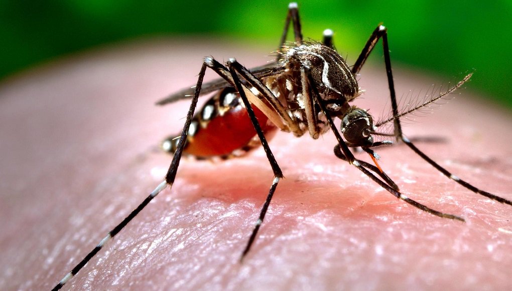 Informe Epidemiológico divulgado pela Secretaria de Estado da Saúde (SES) nesta semana registra que, das três doenças causadas pelo mosquito Aedes aegypti, a chikungunya é a que mais cresce em Sergipe; são 8.370 casos prováveis, desde 2016, distribuídos em 72 municípios; em comparação ao informe anterior, são 41 novas ocorrências suspeitas; dos casos notificados de chikungunya, 6.364 foram confirmados, e, somente em 2017, foram dez prováveis e duas confirmações (Foto: José Barbacena) Informe Epidemiológico divulgado pela Secretaria de Estado da Saúde (SES) nesta semana registra que, das três doenças causadas pelo mosquito Aedes aegypti, a chikungunya é a que mais cresce em Sergipe; são 8.370 casos prováveis, desde 2016, distribuídos em 72 municípios; em comparação ao informe anterior, são 41 novas ocorrências suspeitas; dos casos notificados de chikungunya, 6.364 foram confirmados, e, somente em 2017, foram dez prováveis e duas confirmações