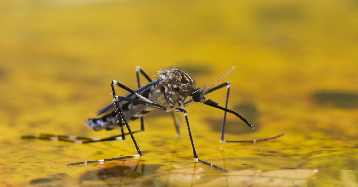 O estado de São Paulo confirmou, desde o início deste ano, três mortes por febre amarela, nas cidades de Américo Brasiliense, Batatais (ambos autóctones, adquiridas no próprio estado) e Santana do Parnaíba (caso importado, pois a vítima havia viajado para Minas Gerais); outras três mortes, que estão sendo investigadas, de pessoas que voltaram de Minas com sintomas da doença, também podem ter ocorrido por febre amarela (Foto: Gisele Federicce) O estado de São Paulo confirmou, desde o início deste ano, três mortes por febre amarela, nas cidades de Américo Brasiliense, Batatais (ambos autóctones, adquiridas no próprio estado) e Santana do Parnaíba (caso importado, pois a vítima havia viajado para Minas Gerais); outras três mortes, que estão sendo investigadas, de pessoas que voltaram de Minas com sintomas da doença, também podem ter ocorrido por febre amarela