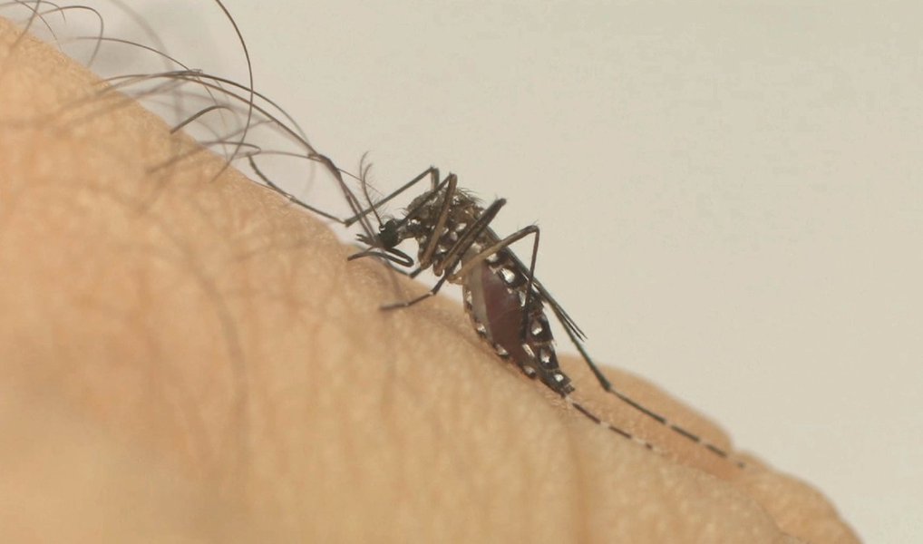 O plenário do Senado aprovou nesta quarta (6) a Medida Provisória (MP) 716/16, que destina R$ 420 milhões do orçamento federal para ações de combate à microcefalia e ao mosquito Aedes aegypti, transmissor do vírus da dengue, zika e febre chikungunya; a MP foi editada pela presidente Dilma Rousseff e aprovada hoje com apoio do interino, Michel Temer (Foto: Valter Lima) O plenário do Senado aprovou nesta quarta (6) a Medida Provisória (MP) 716/16, que destina R$ 420 milhões do orçamento federal para ações de combate à microcefalia e ao mosquito Aedes aegypti, transmissor do vírus da dengue, zika e febre chikungunya; a MP foi editada pela presidente Dilma Rousseff e aprovada hoje com apoio do interino, Michel Temer