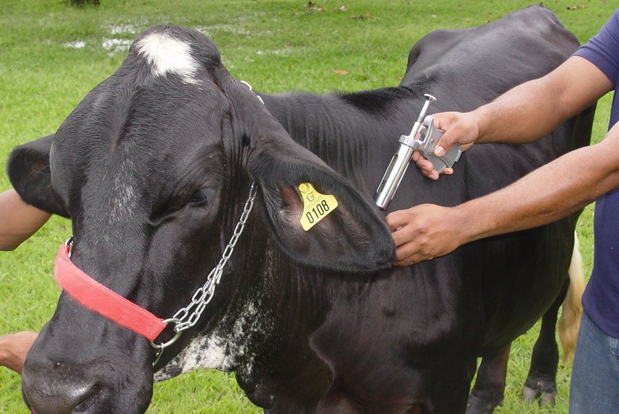 O secretário da Agricultura, Pesca e Aquicultura, Odilon Aguiar, o presidente da Adagri, Francisco Augusto Júnior, e o presidente da Ematerce, Antônio Amorim, se reuniram hoje (17), para discutir as estratégias visando à sensibilização dos produtores para vacinação do rebanho bovino cearense contra a febre aftosa. Em agosto de 2013, o Ceará recebeu o reconhecimento nacional de área livre de febre aftosa com vacinação pelo Ministério da Agricultura e o reconhecimento internacional pela Organização Mundial de Saúde Animal (OIE), em maio de 2014, que permite ao Ceará negociar carne bovina e derivados com unidades federativas e com outros países (Foto: Fatima 247) O secretário da Agricultura, Pesca e Aquicultura, Odilon Aguiar, o presidente da Adagri, Francisco Augusto Júnior, e o presidente da Ematerce, Antônio Amorim, se reuniram hoje (17), para discutir as estratégias visando à sensibilização dos produtores para vacinação do rebanho bovino cearense contra a febre aftosa. Em agosto de 2013, o Ceará recebeu o reconhecimento nacional de área livre de febre aftosa com vacinação pelo Ministério da Agricultura e o reconhecimento internacional pela Organização Mundial de Saúde Animal (OIE), em maio de 2014, que permite ao Ceará negociar carne bovina e derivados com unidades federativas e com outros países