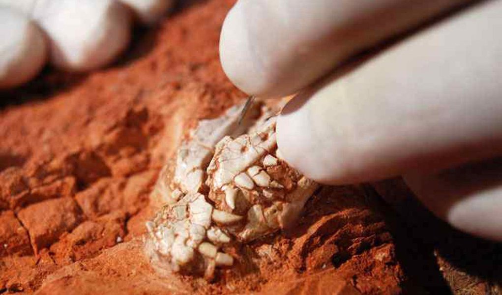 Com mais de 320 milhões de anos, um grupo de pesquisadores apresentou dois novos fósseis considerados precursores dos dinossauros; eles foram descobertos em São João do Polêsine, Região central do Rio Grande do Sul; descoberta traz um novo cenário evolucionário para o início da irradiação dos dinossauros (Foto: Voney Malta) Com mais de 320 milhões de anos, um grupo de pesquisadores apresentou dois novos fósseis considerados precursores dos dinossauros; eles foram descobertos em São João do Polêsine, Região central do Rio Grande do Sul; descoberta traz um novo cenário evolucionário para o início da irradiação dos dinossauros