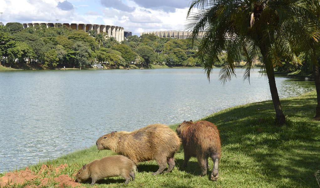 A prefeitura de Belo Horizonte tem até esta sexta-feira (14) para retirar as capivaras que habitam a orla da Lagoa da Pampulha e o Parque Ecológico da Pampulha; a decisão liminar da Justiça Federal sai pouco mais de um mês após a morte de um menino de 10 anos devido a complicações provocadas pela febre maculosa; Capivaras que vivem no local são hospedeiras da bactéria da doença, transmitida aos humanos pela picada do carrapato estrela (Foto: Leonardo Lucena) A prefeitura de Belo Horizonte tem até esta sexta-feira (14) para retirar as capivaras que habitam a orla da Lagoa da Pampulha e o Parque Ecológico da Pampulha; a decisão liminar da Justiça Federal sai pouco mais de um mês após a morte de um menino de 10 anos devido a complicações provocadas pela febre maculosa; Capivaras que vivem no local são hospedeiras da bactéria da doença, transmitida aos humanos pela picada do carrapato estrela