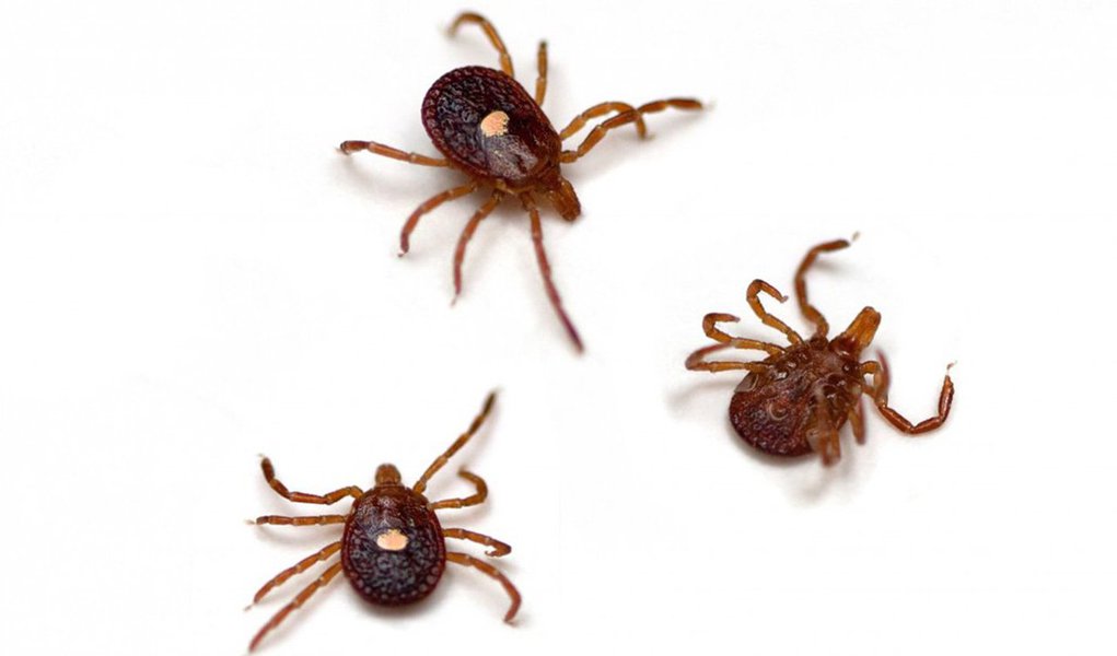 A Secretaria Estadual de Saúde confirmou mais dois casos de febre maculosa em Minas Gerais; das duas contaminações, uma ocorreu em Belo Horizonte; em relação à outra vítima, está sendo realizada uma investigação epidemiológica para definir o local da infecção, de acordo com a Secretaria; agora são 12 casos de febre maculosa - quatro pessoas morreram
(Foto: Leonardo Lucena) A Secretaria Estadual de Saúde confirmou mais dois casos de febre maculosa em Minas Gerais; das duas contaminações, uma ocorreu em Belo Horizonte; em relação à outra vítima, está sendo realizada uma investigação epidemiológica para definir o local da infecção, de acordo com a Secretaria; agora são 12 casos de febre maculosa - quatro pessoas morreram