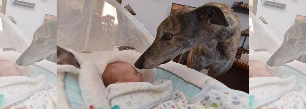 A incrível história de Mosley: foi preciso que o animal conhecesse o homem em sua essência (um bebê) para parar de temê-lo (Foto: Leonardo Attuch) A incrível história de Mosley: foi preciso que o animal conhecesse o homem em sua essência (um bebê) para parar de temê-lo