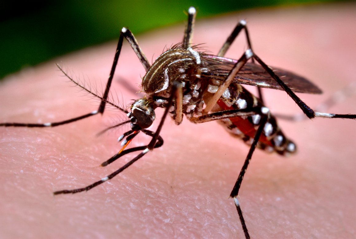 aedes aegypti dengue zika (Foto: Leonardo Lucena) aedes aegypti dengue zika