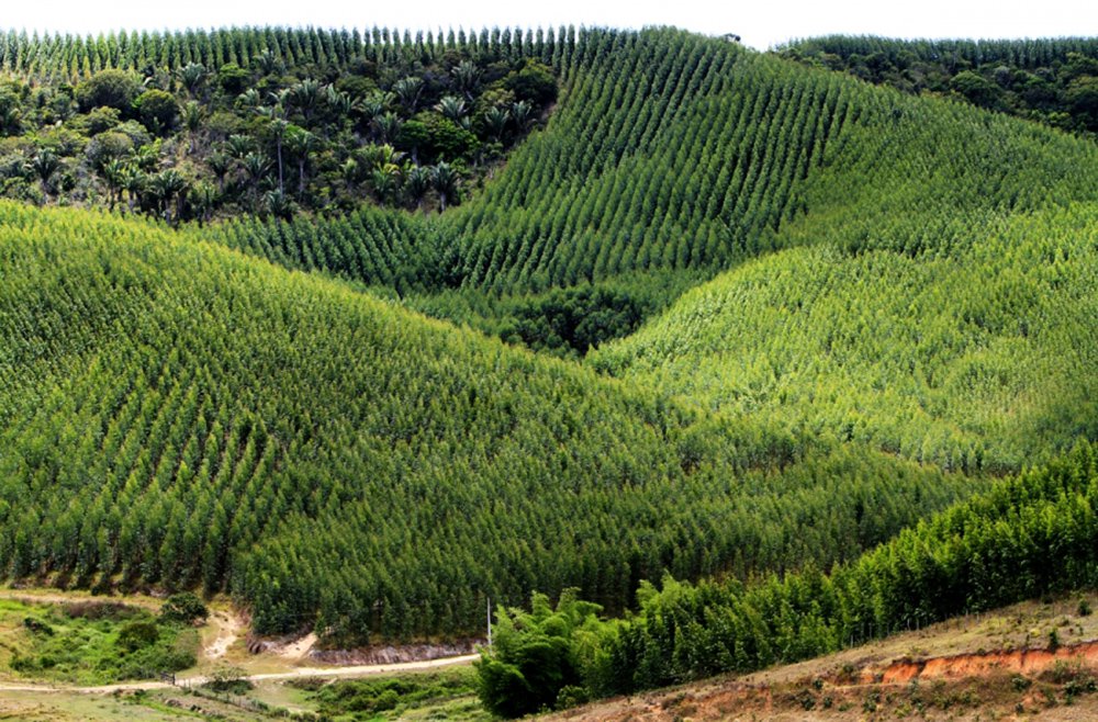 Com a cana-de-açúcar perdendo força e espaço na economia, Alagoas, um dos maiores produtores do País, vê surgir como alternativa o cultivo de eucaliptos; atualmente, existem cerca de 10 mil hectares plantados; cultura é considerada vantajosa para o produtor, podendo alcançar uma rentabilidade de até R$ 5 mil por hectare/ano, superando a cana e o gado (Foto: Voney Malta) Com a cana-de-açúcar perdendo força e espaço na economia, Alagoas, um dos maiores produtores do País, vê surgir como alternativa o cultivo de eucaliptos; atualmente, existem cerca de 10 mil hectares plantados; cultura é considerada vantajosa para o produtor, podendo alcançar uma rentabilidade de até R$ 5 mil por hectare/ano, superando a cana e o gado