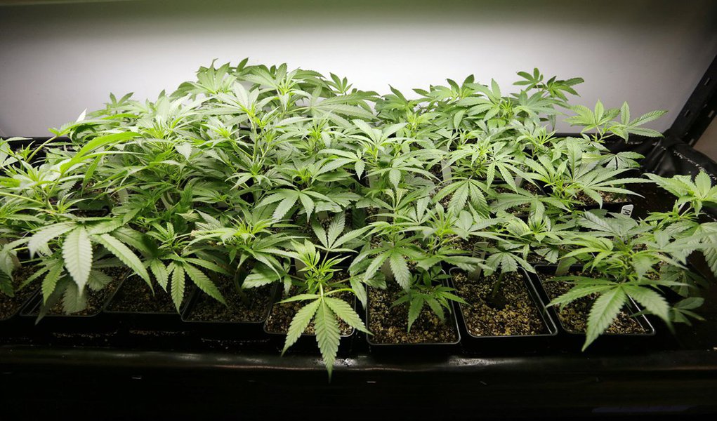 Câmara dos Deputados da Itália começará a discutir um projeto de lei que legaliza o cultivo da maconha no país; Atualmente, o cultivo da cannabis é proibido na Itália até mesmo para fins terapêuticos; projeto de lei que será debatido na Câmara pode legalizar o cultivo inclusive para consumo próprio, desde que limitado a cinco plantas por residência e que o usuário comunique as autoridades locais, além disso, o produto não poderá ser vendido; projeto deve enfrentar forte resistência em um parlamento conservador e sob a influência permanente da Igreja Católica (Foto: Paulo Emílio) Câmara dos Deputados da Itália começará a discutir um projeto de lei que legaliza o cultivo da maconha no país; Atualmente, o cultivo da cannabis é proibido na Itália até mesmo para fins terapêuticos; projeto de lei que será debatido na Câmara pode legalizar o cultivo inclusive para consumo próprio, desde que limitado a cinco plantas por residência e que o usuário comunique as autoridades locais, além disso, o produto não poderá ser vendido; projeto deve enfrentar forte resistência em um parlamento conservador e sob a influência permanente da Igreja Católica