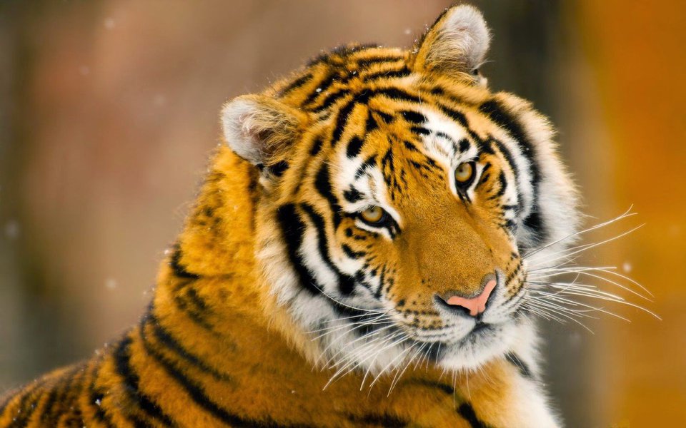 Um tigre siberiano atacou visitantes do parque natural de Badaling, nos arredores de Pequim. Uma mulher morreu, outra sofreu ferimentos; confira o momento do ataque (Foto: Leonardo Attuch) Um tigre siberiano atacou visitantes do parque natural de Badaling, nos arredores de Pequim. Uma mulher morreu, outra sofreu ferimentos; confira o momento do ataque