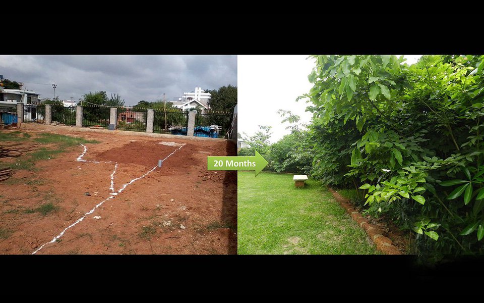 Shubhendu Sharma cria métodos de florestação que tornam muito mais fácil plantar e manter miniflorestas riquíssimas em biodiversidade. Na foto acima, antes e depois: O terreno vazio, e 20 meses após a intervenção de Shubendu Sharma. (Foto: Luis Pellegrini)
Shubhendu Sharma cria métodos de florestação que tornam muito mais fácil plantar e manter miniflorestas riquíssimas em biodiversidade. Na foto acima, antes e depois: O terreno vazio, e 20 meses após a intervenção de Shubendu Sharma.
