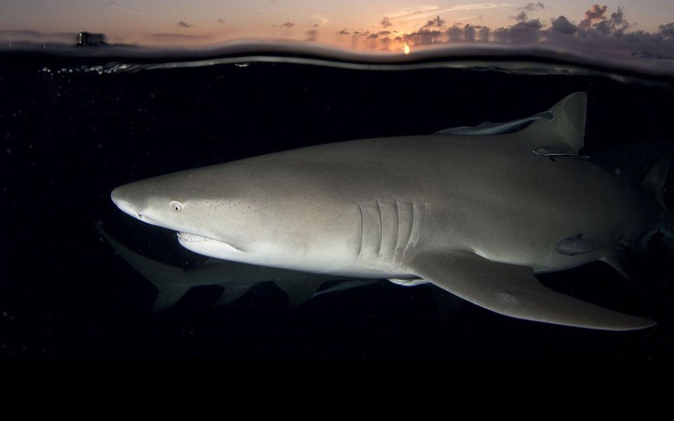 Estes são alguns exemplares da riquíssima e estranha fauna que habita os mares do mundo. Alguns são raros e esquivos, e só podem ser observados e fotografados com muita sorte e alta tecnologia. Outros são mais comuns, e surgem à nossa frente em qualquer mergulho. Todos, nessas fotos, foram premiados no Concurso 2016 de Fotos da Escola Naval Rosenstiel, de Miami, EUA. (Foto: Luis Pellegrini) Estes são alguns exemplares da riquíssima e estranha fauna que habita os mares do mundo. Alguns são raros e esquivos, e só podem ser observados e fotografados com muita sorte e alta tecnologia. Outros são mais comuns, e surgem à nossa frente em qualquer mergulho. Todos, nessas fotos, foram premiados no Concurso 2016 de Fotos da Escola Naval Rosenstiel, de Miami, EUA.