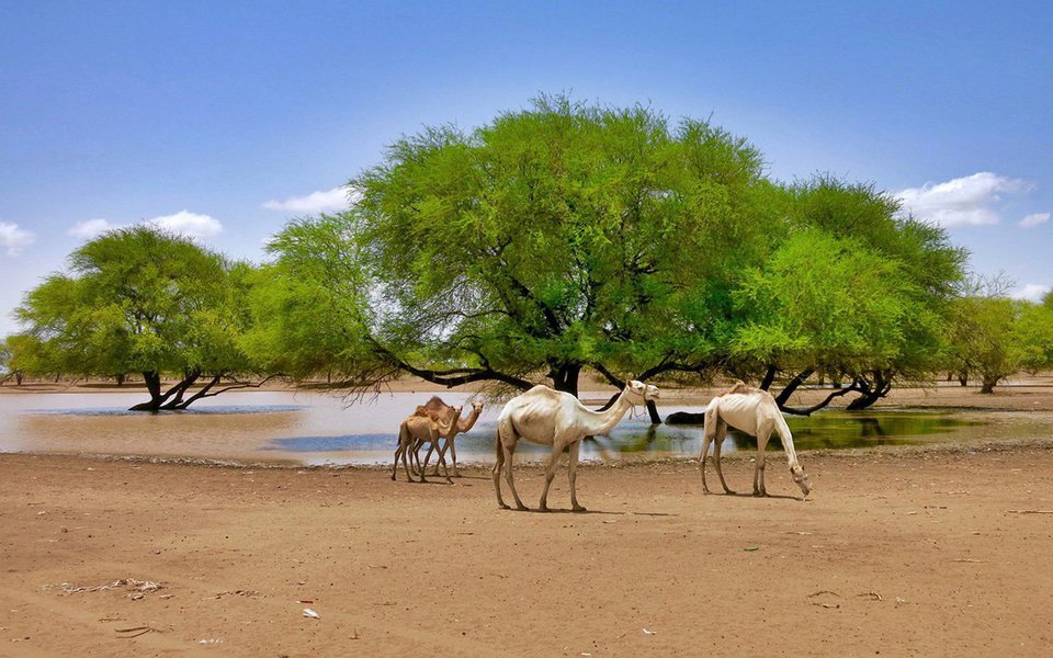 Um Mediterrâneo mais quente transforma o árido Sahel – toda a parte sul do deserto do Saara - em uma zona mais úmida. O aumento da temperatura no mar leva mais chuva para essa região árida. Hoje, o Sahel é bem mais verde do que era há uma dezena de anos. (Foto: Luis Pellegrini) Um Mediterrâneo mais quente transforma o árido Sahel – toda a parte sul do deserto do Saara - em uma zona mais úmida. O aumento da temperatura no mar leva mais chuva para essa região árida. Hoje, o Sahel é bem mais verde do que era há uma dezena de anos.