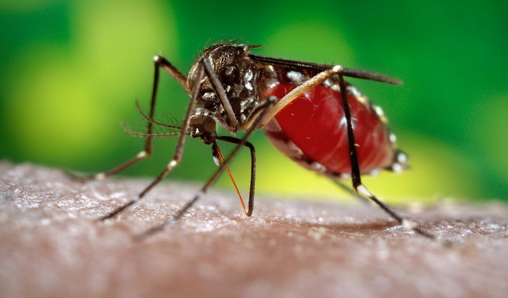 O aumento desenfreado dos casos suspeitos de febre chikungunya em Alagoas tem chamado a atenção e preocupado as autoridades que lidam com a saúde pública no estado; o vírus é transmitido pelo mosquito Aedes aegypti, também vetor do zika vírus, da dengue e febre amarela; somente este ano, mais precisamente de janeiro a maio, foram registrados 6.400 casos suspeitos da febre; no ano passado inteiro, foram 127; não há registro desta doença em 2014 (Foto: Leonardo Lucena) O aumento desenfreado dos casos suspeitos de febre chikungunya em Alagoas tem chamado a atenção e preocupado as autoridades que lidam com a saúde pública no estado; o vírus é transmitido pelo mosquito Aedes aegypti, também vetor do zika vírus, da dengue e febre amarela; somente este ano, mais precisamente de janeiro a maio, foram registrados 6.400 casos suspeitos da febre; no ano passado inteiro, foram 127; não há registro desta doença em 2014