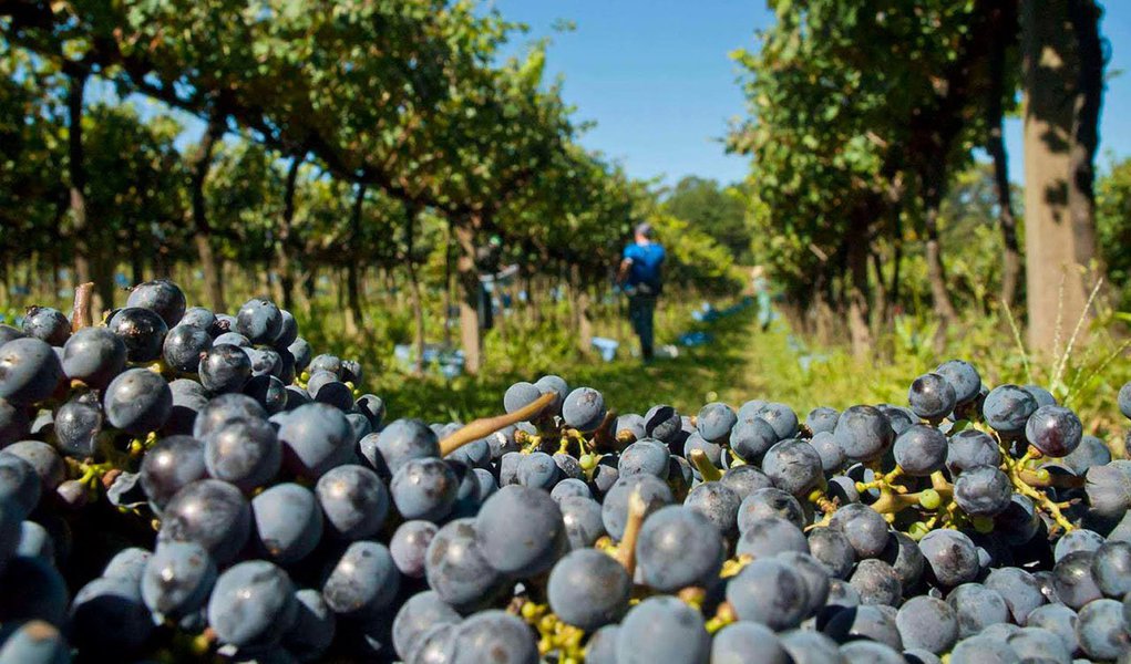Em 49 municípios da Serra Gaúcha, a Emater-RS estima que todas as frutíferas cultivadas na região devem apresentar quebra na safra 2015/2016, que podem variar de 17 a 71%, com exceção do morangueiro, que não registra perdas; a videira, que tem a maior área cultivada na Serra, deve apresentar queda de 65% na produtividade na safra 2014/15, o que representa cerca de 550 mil toneladas a menos da fruta no mercado, e um impacto financeiro direto de R$ 380 milhões; segundo a Emater-RS, o esgotamento fisiológico das plantas foi o responsável pela perda de produtividade; as plantas perderam muitos nutrientes após resultados satisfatórios na temporada passada (Foto: Leonardo Lucena) Em 49 municípios da Serra Gaúcha, a Emater-RS estima que todas as frutíferas cultivadas na região devem apresentar quebra na safra 2015/2016, que podem variar de 17 a 71%, com exceção do morangueiro, que não registra perdas; a videira, que tem a maior área cultivada na Serra, deve apresentar queda de 65% na produtividade na safra 2014/15, o que representa cerca de 550 mil toneladas a menos da fruta no mercado, e um impacto financeiro direto de R$ 380 milhões; segundo a Emater-RS, o esgotamento fisiológico das plantas foi o responsável pela perda de produtividade; as plantas perderam muitos nutrientes após resultados satisfatórios na temporada passada