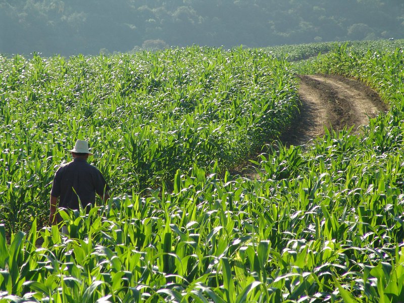 Os agricultores poderão fazer o pagamento do boleto, no valor de R$ 17,00 até o dia 29 de janeiro. Já foram gerados até agora, 255 mil e 821 boletos. (Foto: Fatima 247) Os agricultores poderão fazer o pagamento do boleto, no valor de R$ 17,00 até o dia 29 de janeiro. Já foram gerados até agora, 255 mil e 821 boletos.