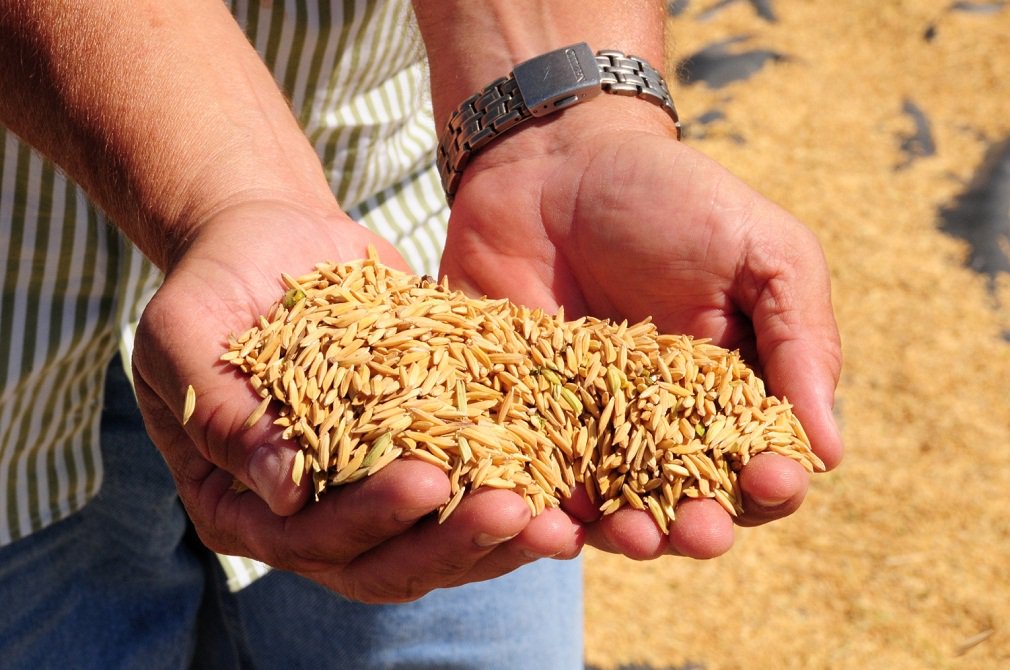 Pesquisa Agropecuária do IBGE aponta que a produção de 2014 alcançou 41.714 toneladas, um crescimento de 35% em relação a safra de 2013; estimativa para 2015 é de que a safra atinja 44.780 toneladas, novo crescimento de 7,4%; além do estado, a produção sergipana ajuda a abastecer os mercados consumidores de Alagoas, Pernambuco e Bahia (Foto: José Barbacena) Pesquisa Agropecuária do IBGE aponta que a produção de 2014 alcançou 41.714 toneladas, um crescimento de 35% em relação a safra de 2013; estimativa para 2015 é de que a safra atinja 44.780 toneladas, novo crescimento de 7,4%; além do estado, a produção sergipana ajuda a abastecer os mercados consumidores de Alagoas, Pernambuco e Bahia