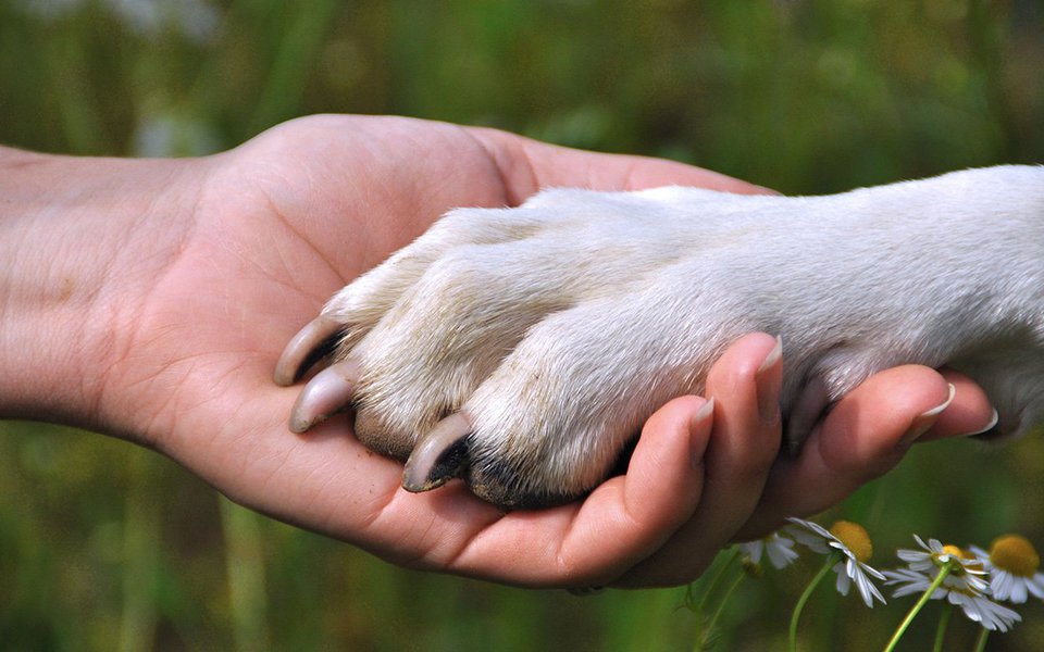 Quem gosta de cachorro sabe muito bem do calor afetivo e o conforto de uma presença sincera que seus companheiros caninos proporcionam. Mas talvez não saiba que ter um cão pode ajudar a melhorar a saúde, sobretudo a do coração. É o que sugere um crescente corpo de evidências levantadas por pesquisas conduzidas na Harvard University. (Foto: Luis Pellegrini) www.brasil247.com - Quem gosta de cachorro sabe muito bem do calor afetivo e o conforto de uma presença sincera que seus companheiros caninos proporcionam. Mas talvez não saiba que ter um cão pode ajudar a melhorar a saúde, sobretudo a do coração. É o que sugere um crescente corpo de evidências levantadas por pesquisas conduzidas na Harvard University.