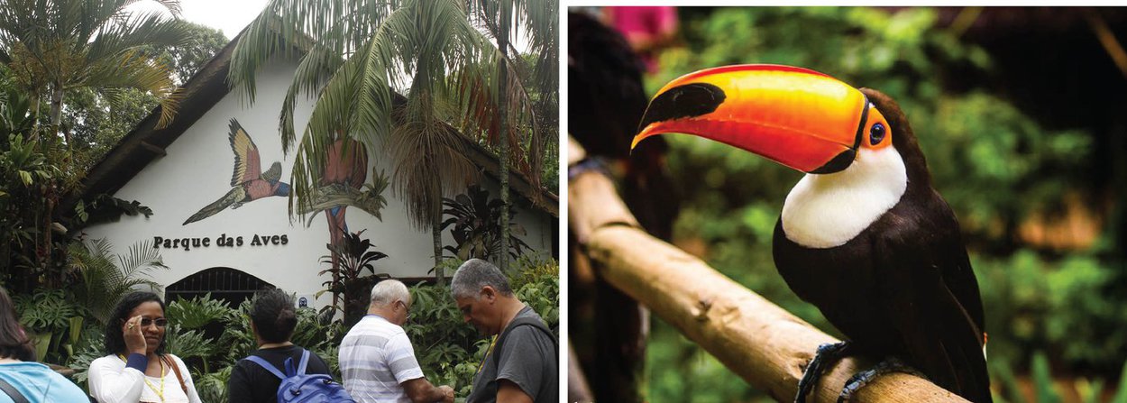 Entre o primeiro e o último dia de 2015, o parque das Aves, em Foz do Iguaçu, recebeu mais de 780 mil visitantes, um número 22% maior do que o registrado em 2014; mais de mil aves de 140 espécies nativas e exóticas atraem os turistas, além de monitores capacitados e outras opções como o novo espaço que possibilita, também, contato com a mata vizinha ao Parque Nacional do Iguaçu (Foto: Voney Malta) Entre o primeiro e o último dia de 2015, o parque das Aves, em Foz do Iguaçu, recebeu mais de 780 mil visitantes, um número 22% maior do que o registrado em 2014; mais de mil aves de 140 espécies nativas e exóticas atraem os turistas, além de monitores capacitados e outras opções como o novo espaço que possibilita, também, contato com a mata vizinha ao Parque Nacional do Iguaçu