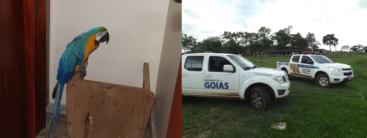 Secretaria do Meio Ambiente e dos Recursos Hídricos realizou operação de combate ao tráfico de animais silvestres e rinhas de canários da terra, no Sul e Sudeste goianos; sete pessoas foram autuadas, 183 animais foram apreendidos e as multas aplicadas somam R$ 124,5 mil; foram apreendidos seis alçapões, três gaiolas de rinha, sete redes de pesca, 51 gaiolas e dois malotes adaptados para esconder os animais contendo seis gaiolas de transporte pra rinha; entre os animais apreendidos estavam 149 canários da terra, três pássaros pretos, dois periquitos do encontro amarelo, três papa capins e dois sabiás laranjeira (Foto: Realle Palazzo-Martini) Secretaria do Meio Ambiente e dos Recursos Hídricos realizou operação de combate ao tráfico de animais silvestres e rinhas de canários da terra, no Sul e Sudeste goianos; sete pessoas foram autuadas, 183 animais foram apreendidos e as multas aplicadas somam R$ 124,5 mil; foram apreendidos seis alçapões, três gaiolas de rinha, sete redes de pesca, 51 gaiolas e dois malotes adaptados para esconder os animais contendo seis gaiolas de transporte pra rinha; entre os animais apreendidos estavam 149 canários da terra, três pássaros pretos, dois periquitos do encontro amarelo, três papa capins e dois sabiás laranjeira