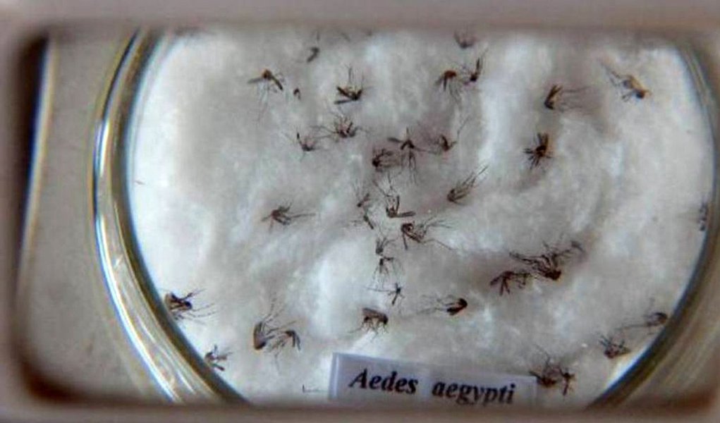 Comissão Europeia financiou com 10 milhões de euros, do programa Horizonte 2020, a investigação sobre o vírus Zika, suspeito de causar malformações em recém-nascidos; verba é destinada ao financiamento de projetos que investigam a presumível ligação entre o vírus e os casos notificados de malformações cerebrais graves, como a microcefalia,"Este financiamento permitirá a realização de investigação sobre a ameaça mundial emergente do vírus Zika, que é urgentemente necessário", disse o comissário europeu para a Investigação, Ciência e Inovação, Carlos Moedas (Foto: Paulo Emílio) Comissão Europeia financiou com 10 milhões de euros, do programa Horizonte 2020, a investigação sobre o vírus Zika, suspeito de causar malformações em recém-nascidos; verba é destinada ao financiamento de projetos que investigam a presumível ligação entre o vírus e os casos notificados de malformações cerebrais graves, como a microcefalia,"Este financiamento permitirá a realização de investigação sobre a ameaça mundial emergente do vírus Zika, que é urgentemente necessário", disse o comissário europeu para a Investigação, Ciência e Inovação, Carlos Moedas