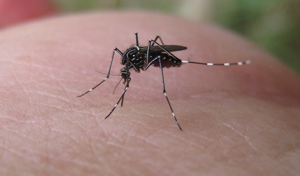 Nas primeiras duas semanas do mês de janeiro deste ano foi registrado um aumento de 162% no número de casos notificados de dengue, se comparado ao mesmo período de 2015; neste ano foram registradas, no período, 1.019 notificações de casos suspeitos em 55 municípios contra 388 notificações registradas em 59 municípios nas primeiras duas semanas de do ano passado; a campanha do governo estadual está sendo finalizada e será veiculada em emissoras de TV, em rádios, inclusive rádios comunitárias, outdoors, jornais impressos, folders e flyers que os agentes de saúde poderão utilizar para reforçar a abordagem feita nos domicílios (Foto: Leonardo Lucena) Nas primeiras duas semanas do mês de janeiro deste ano foi registrado um aumento de 162% no número de casos notificados de dengue, se comparado ao mesmo período de 2015; neste ano foram registradas, no período, 1.019 notificações de casos suspeitos em 55 municípios contra 388 notificações registradas em 59 municípios nas primeiras duas semanas de do ano passado; a campanha do governo estadual está sendo finalizada e será veiculada em emissoras de TV, em rádios, inclusive rádios comunitárias, outdoors, jornais impressos, folders e flyers que os agentes de saúde poderão utilizar para reforçar a abordagem feita nos domicílios