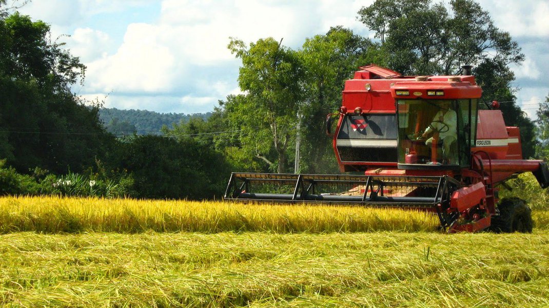 A Companhia Nacional de Abastecimento (Conab) aponta uma queda de 19,5% na colheita de grãos no Maranhão, safra 2015/16; de acordo com a estatal, devem ser produzidas este ano, no estado, 3,328 milhões de toneladas, sendo que no levantamento anterior a estimativa era de 3,566 milhões de toneladas, enquanto a colheita da safra 2014/15 teve um resultado de 4,134 milhões de toneladas, o ou seja, este ano serão 806 mil toneladas a menos (Foto: Voney Malta) A Companhia Nacional de Abastecimento (Conab) aponta uma queda de 19,5% na colheita de grãos no Maranhão, safra 2015/16; de acordo com a estatal, devem ser produzidas este ano, no estado, 3,328 milhões de toneladas, sendo que no levantamento anterior a estimativa era de 3,566 milhões de toneladas, enquanto a colheita da safra 2014/15 teve um resultado de 4,134 milhões de toneladas, o ou seja, este ano serão 806 mil toneladas a menos