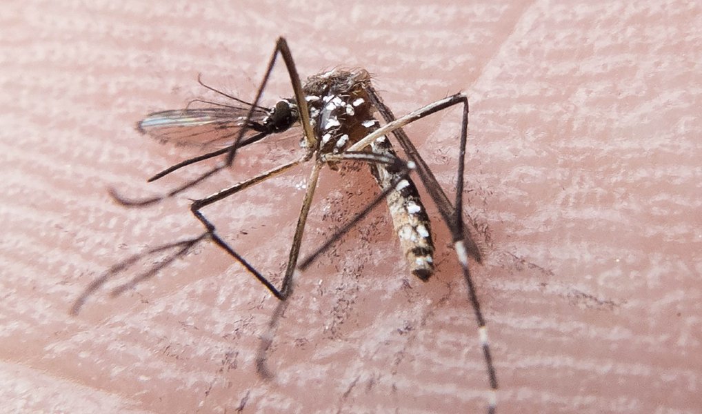 Por causa da proliferação dos vírus causadores da dengue, zika vírus e chikugunya, o governador Renan Filho (PMDB) declarou situação de emergência no Estado de Alagoas por um período de 180 dias; decreto autoriza a adoção de medidas administrativas emergenciais por parte dos Poderes Executivos Federal, Estadual e Municipal a fim de que sejam superados e coibidos os prejuízos causados pela epidemia transmitida pelo mosquito Aedes aegypti (Foto: Voney Malta) Por causa da proliferação dos vírus causadores da dengue, zika vírus e chikugunya, o governador Renan Filho (PMDB) declarou situação de emergência no Estado de Alagoas por um período de 180 dias; decreto autoriza a adoção de medidas administrativas emergenciais por parte dos Poderes Executivos Federal, Estadual e Municipal a fim de que sejam superados e coibidos os prejuízos causados pela epidemia transmitida pelo mosquito Aedes aegypti